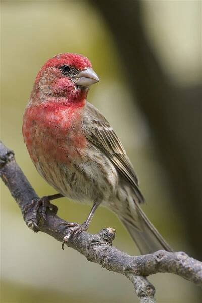 House Finch (Haemorhous mexicanus), New Haven, Connecticut | Colorful birds, Exotic birds, Finches bird