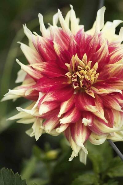 Punkin Spice dahlia