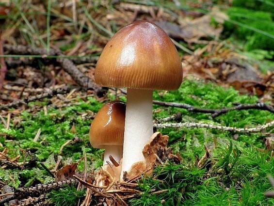 Muchomůrka plavá - Amanita fulva  Fr. 1815