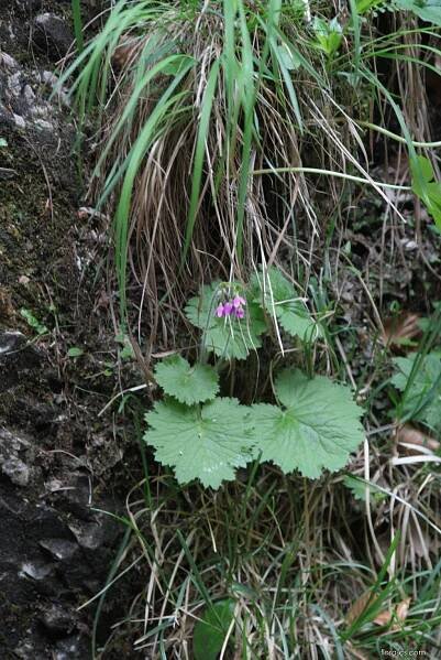 Atlas: primula 1