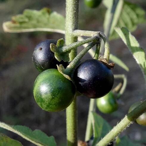 Súbor:(ms) Solanum nigrum 9.jpg – Wikipédia