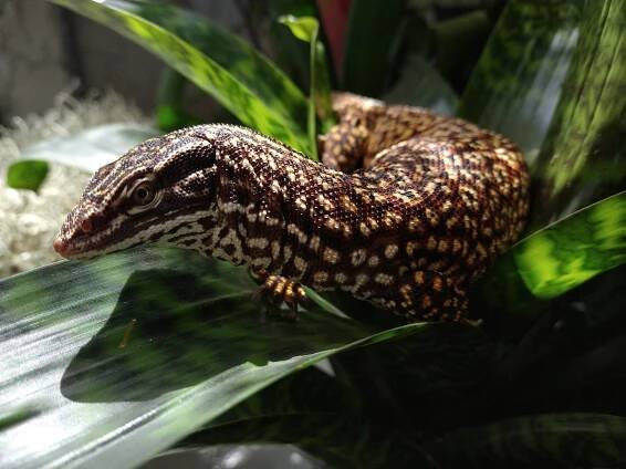 Ackie Monitor