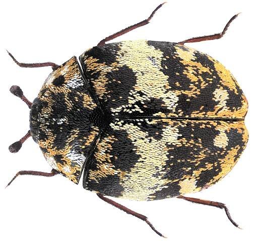 Anthrenus delicatus