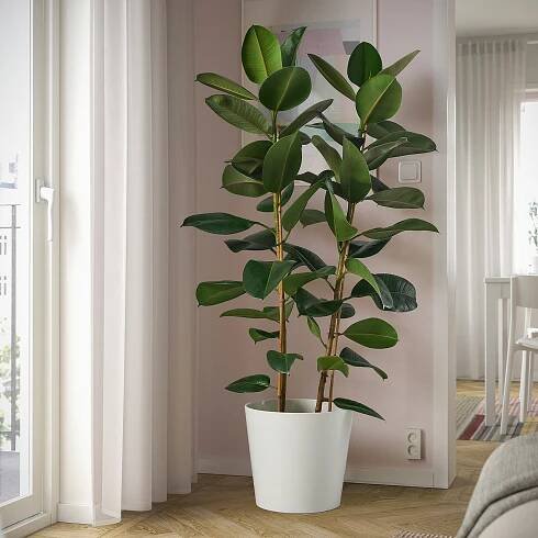 FICUS ELASTICA ROBUSTA Rostlina - Fíkus 27 cm