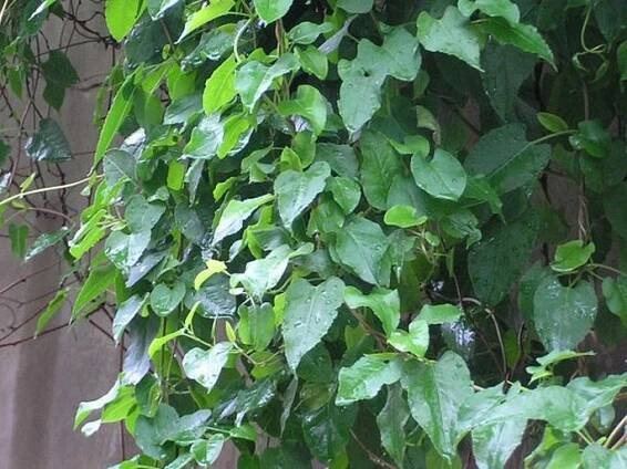 Fallopia aubertii