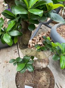Fíkus, Ficus microcarpa Ginseng, bonsaj, obal 24 cm, skladem | ZAZUMi.cz