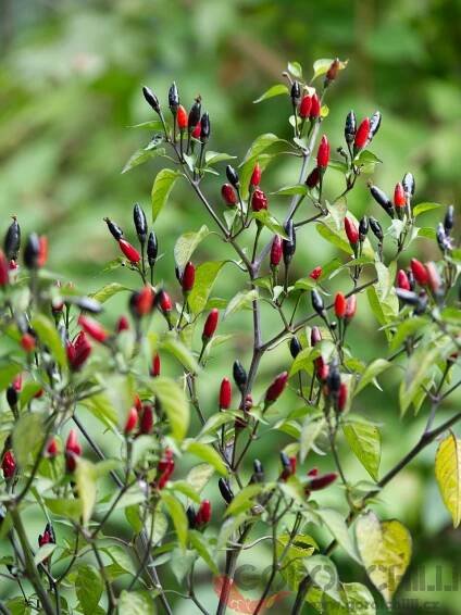 Kala Morich | Chilli semena | Chilli semena | Chilli semínka | Chilli omáčky | GOROL CHILLI