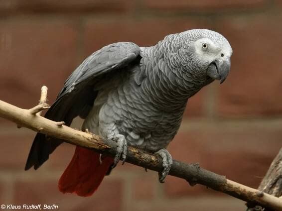 Obrázek - Psittacus erithacus (papoušek žako) | BioLib.cz