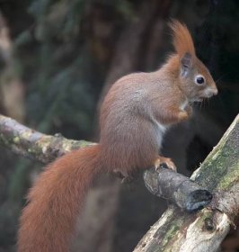 File:Red Squirrel 1c.jpg - Wikimedia Commons