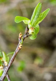 Slivoň švestka Čačanská lepotica (Prunus domestica), větve, větévky