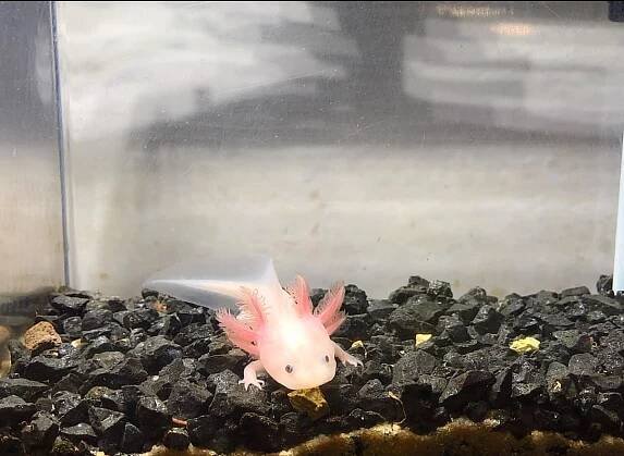 axolotl-17