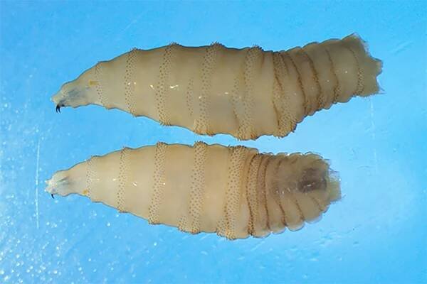 New World Screwworm
