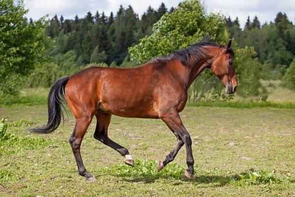 Blood Bay Horse: Color, Info, Images, Characteristics, & FAQ