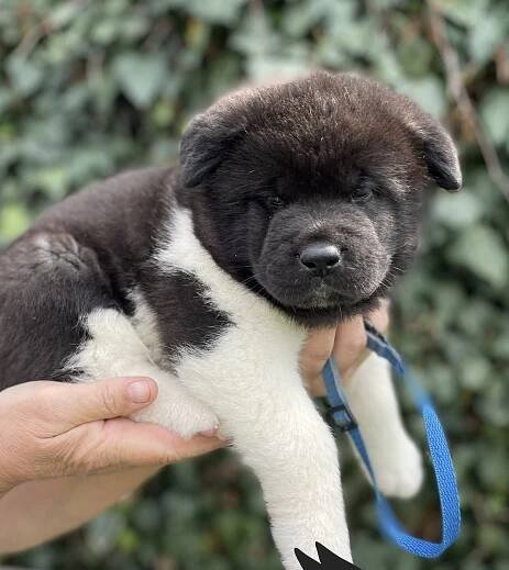 Smíšená plemena Akita Inu a sibiřský husky : PESWEB