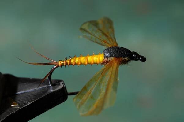 Ephemeridae (May Flies) – Mauro Raspini