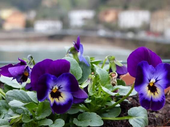 Ponte pansies