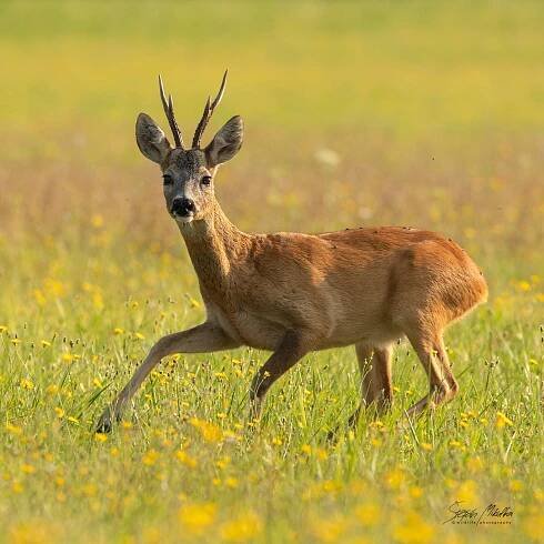 Sudokopytníci jelenovití | Štěpán Mikulka | Wildlife fotograf