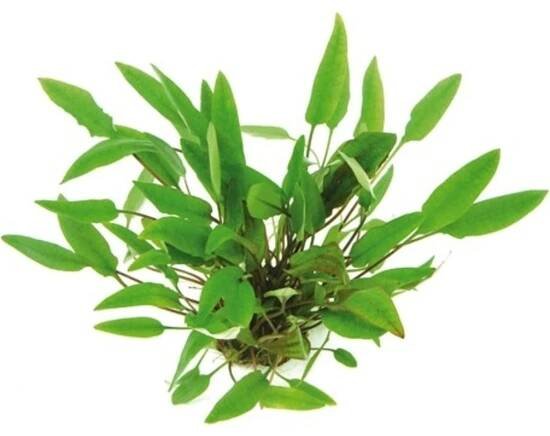 Dennerle Plants Cryptocoryne affinis, 1 ks