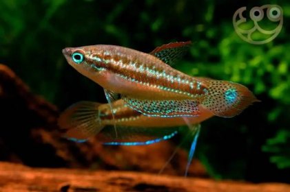 Sparkling Gourami - Trichopsis vittata Fish Profile & Care Guide