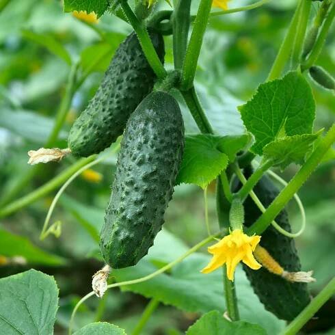 Best Cucumber Companion Plants Reviewed 53