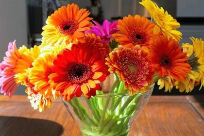 Ženám narozeným ve znamení Berana není snadné darovat tu správnou květinu, protože jejich obliba se dost často mění, ale osvědčenou volbou jsou barevné gerbery 