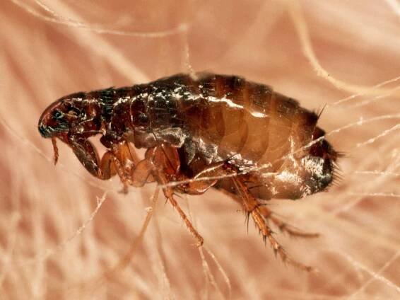 Plague Still Exists. Here's Where and How It Spreads in the U.S.
