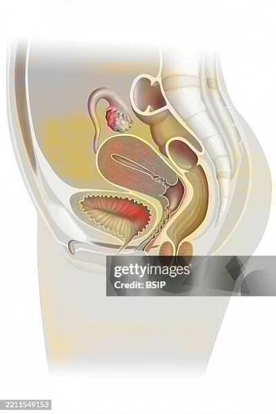 female genitalia drawing - vulva stock illustrations
