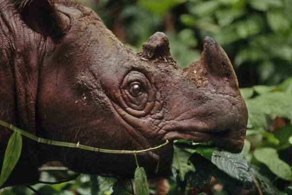 Nosorožec bez nosu: ZOO Dvůr Králové uřízne nosorožcům roh