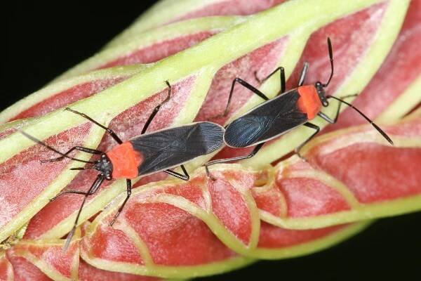 Heteroptera - Wanzen, CR - HolzCol