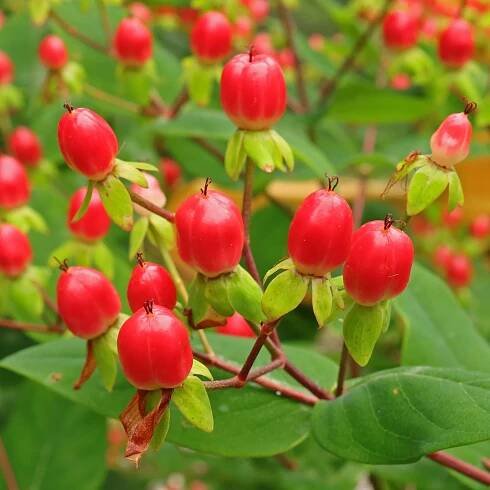 Johanniskraut Beeren