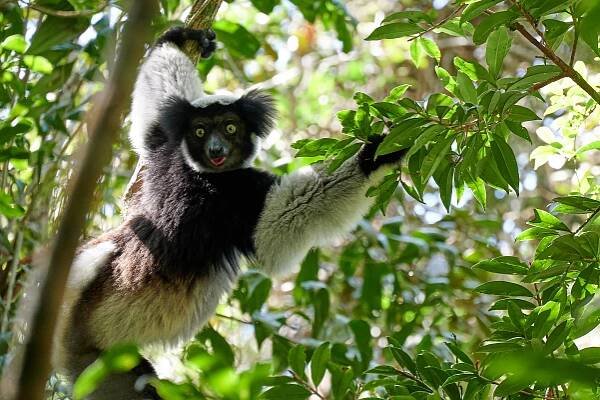 Madagaskar - zájezd - Velký okruh Madagaskarem - CK Rajbas