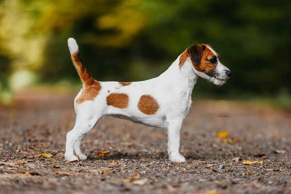 Novinky – Jack Russell teriér od Hadího potoka
