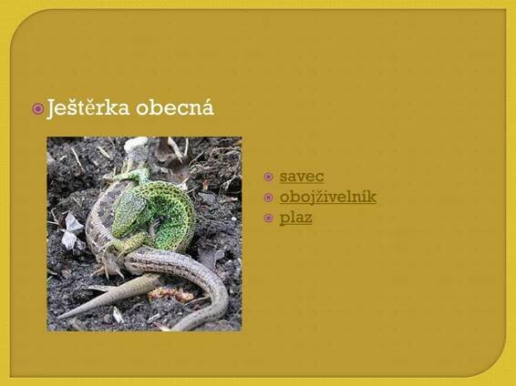 PPT - Obratlovci PowerPoint Presentation, free download - ID:3909197