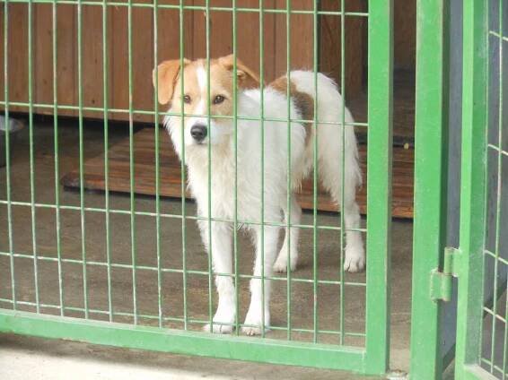 Psi k adopci z útulků, azylů a neziskových organizací