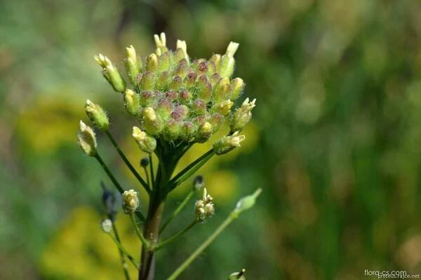 Lnička drobnoplodá (Camelina microcarpa)