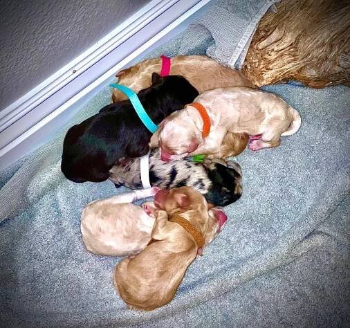 Litter Deposit Lists - Bordoodle Puppies
