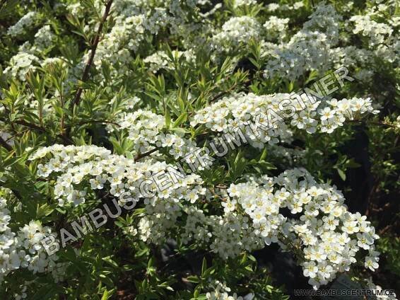 Spiraea cinerea Grefsheim