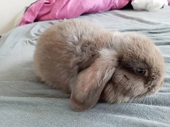VRH S :: Hobby chov zakrslých králíčků u Doodla2