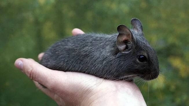 Chov osmáků degu: základní informace pro začínající chovatele