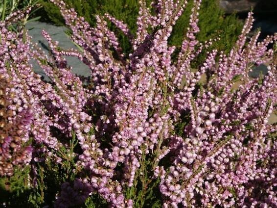 Calluna vulgaris Jimmy Dyce | Calluna - vřes |Zahradnictví Franc 