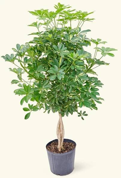 Extra Large Hawaiian Dwarf Umbrella Tree (Schefflera arboricola 'Gold Capella')