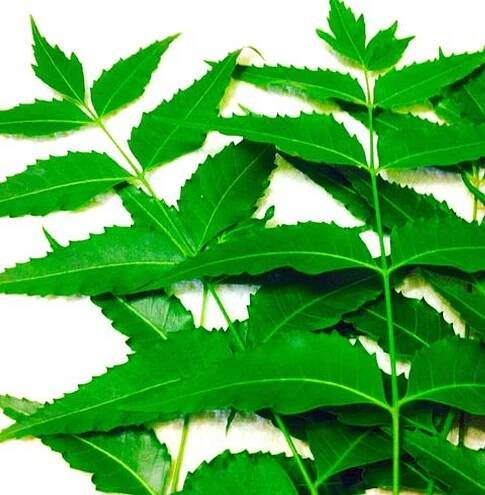 Neem Leaf (Azadirachta indica)