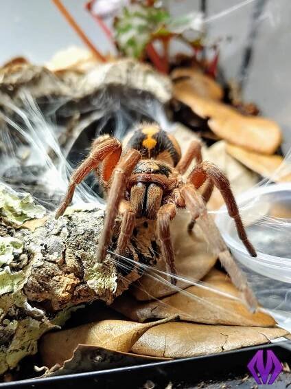 Hapalopus sp. "Colombia" (large) 1⁄8"