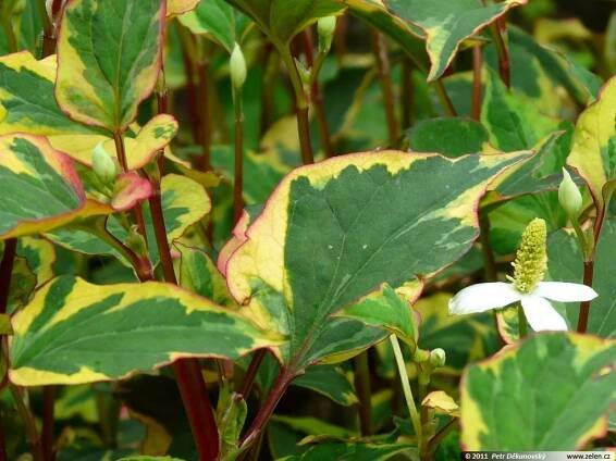 Houttuynia cordata Chameleon touleň srdčitá