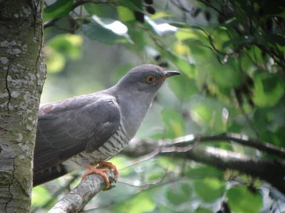 Going after the Cuckoo