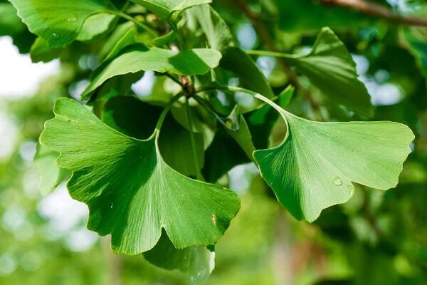 Ginkgo biloba | jinan dvoulaločný - Van den Berk školky