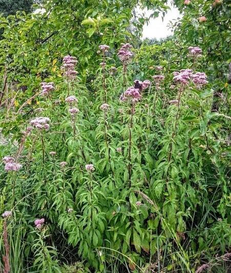 Původní keře pro živou zahradu - Pro motýly - Sadec konopáč (Eupatorium cannabinum)