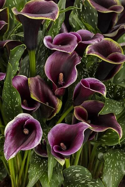 Be My® Prince - Calla Lily - Zantedeschia hybrid | Proven Winners