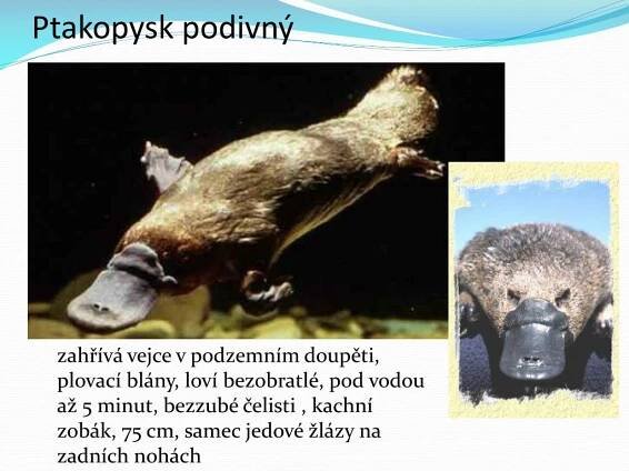 PPT - STRUNATCI PowerPoint Presentation, free download - ID:6164747