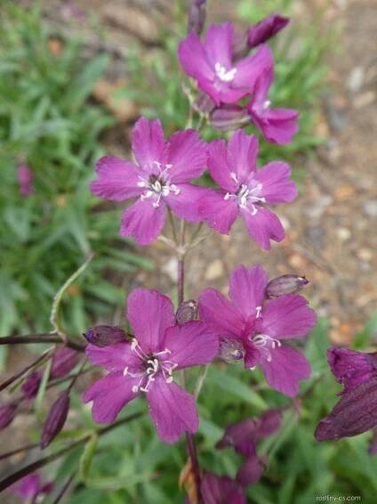 Smolnička obecná Atropurpurea (Lychnis viscaria)